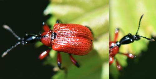 Réf. 284 736 : Apoderus coryli